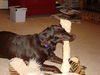 Filename=EmmaYellowbelt_002.jpg
Filesize=862KB
Dimensions=1632x1224
Date added=Feb 22, 2007 EmmaYellowbelt_002.jpg